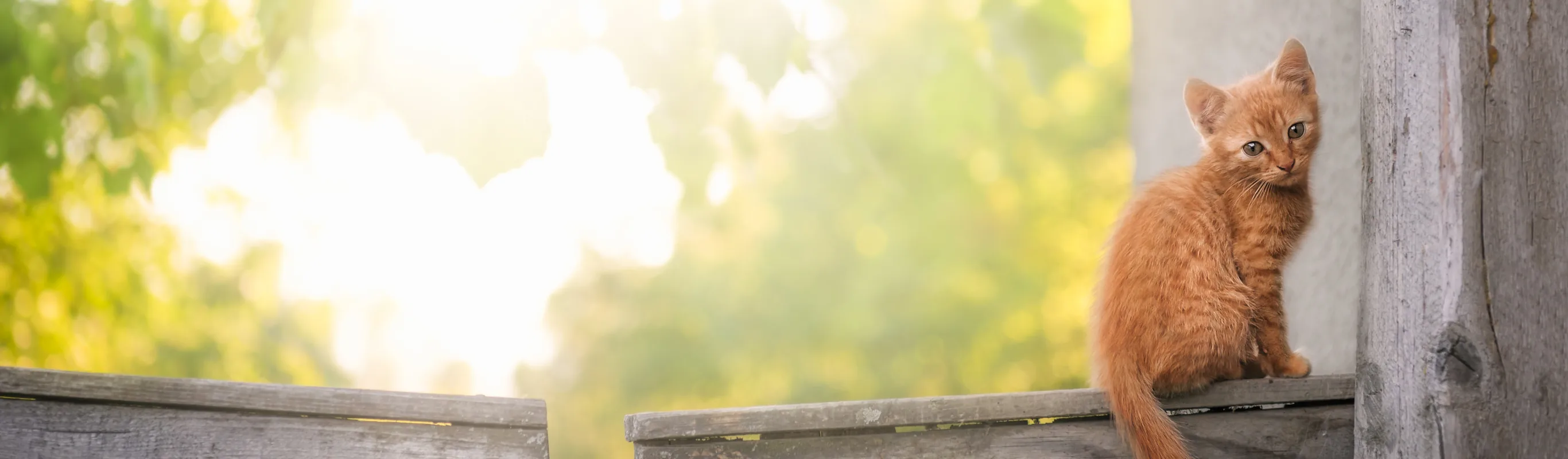 Tabby orange kitten sitting on a porch railing while sunrise in the background